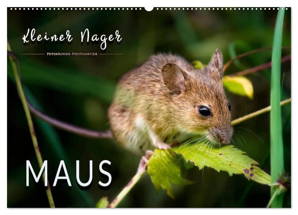 Kleiner Nager - Maus (CALVENDO Wandkalender 2024)