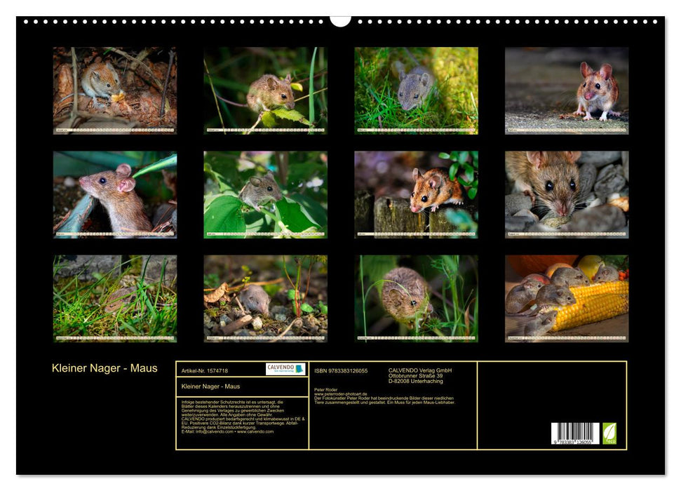 Little rodent - mouse (CALVENDO wall calendar 2024) 