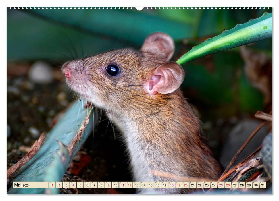Kleiner Nager - Maus (CALVENDO Wandkalender 2024)