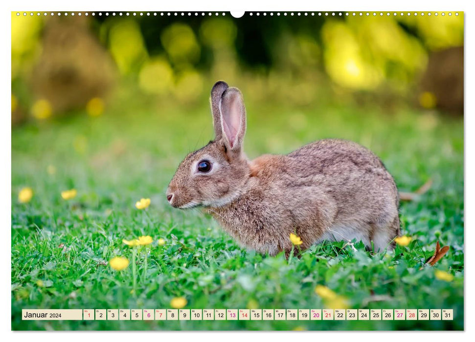 Feldhasen und Kaninchen (CALVENDO Premium Wandkalender 2024)