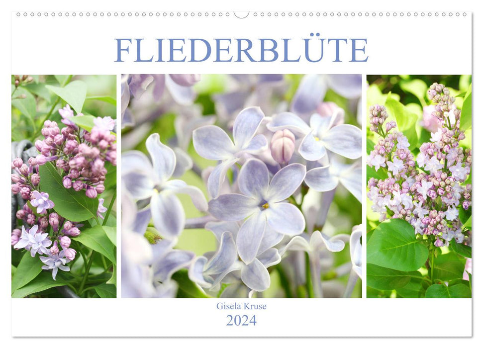 Fliederblüte (CALVENDO Wandkalender 2024)