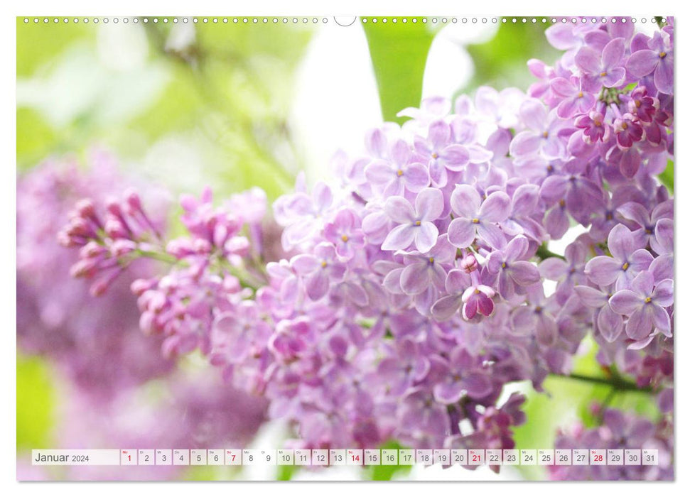 Lilac blossom (CALVENDO wall calendar 2024) 