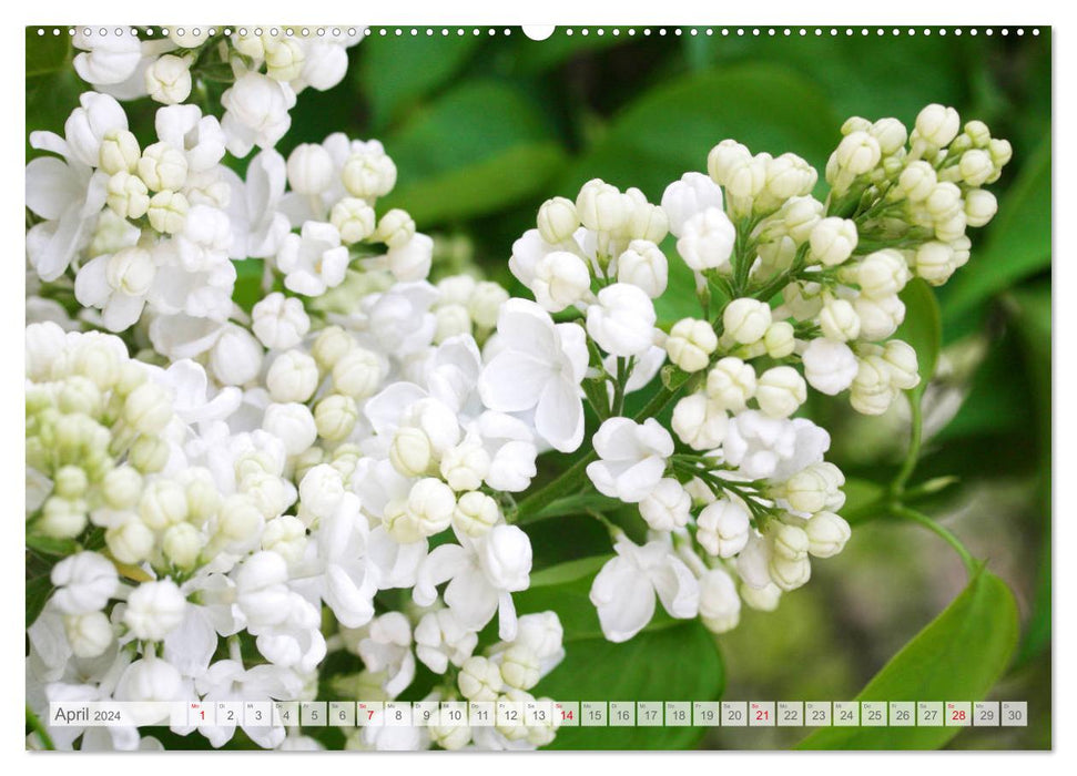 Lilac blossom (CALVENDO wall calendar 2024) 