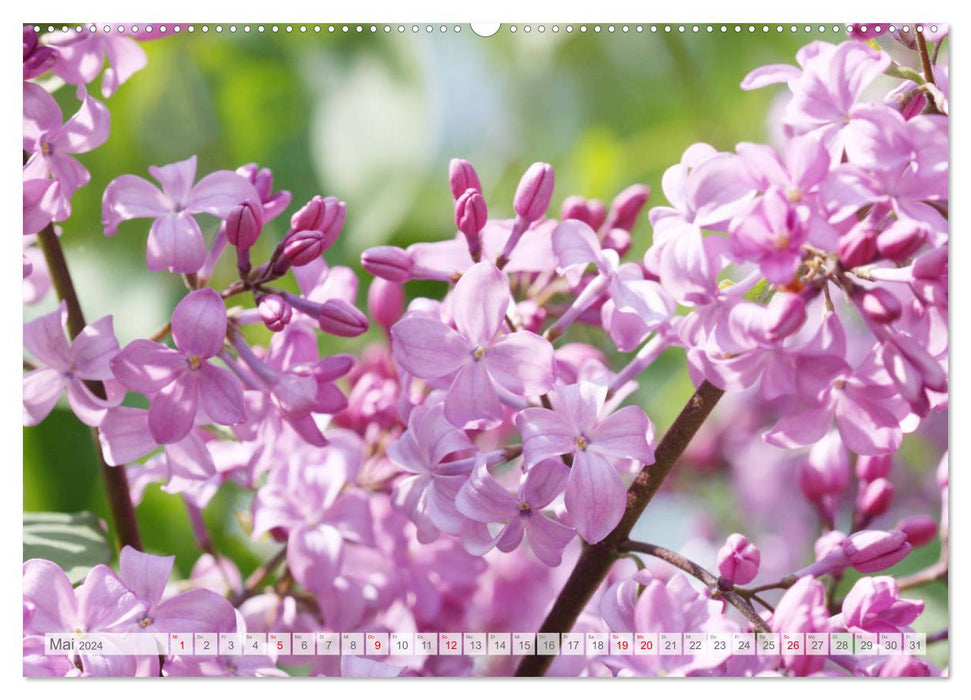Lilac blossom (CALVENDO wall calendar 2024) 