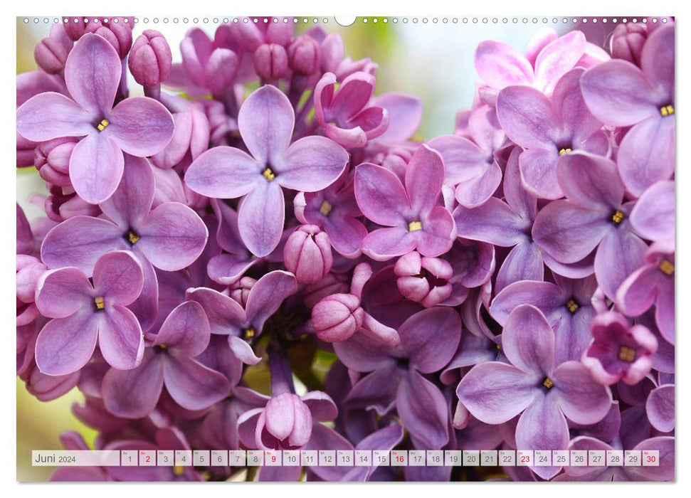 Lilac blossom (CALVENDO wall calendar 2024) 