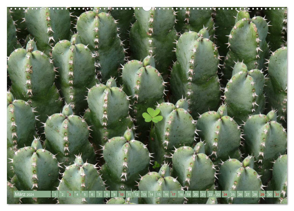 BOTANICACTUS Mallorca's Cactus Garden (CALVENDO Premium Wall Calendar 2024) 