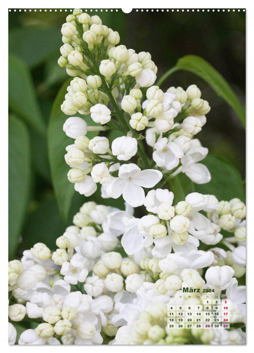 Lilac blossom (CALVENDO wall calendar 2024) 