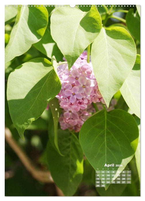 Lilac blossom (CALVENDO wall calendar 2024) 