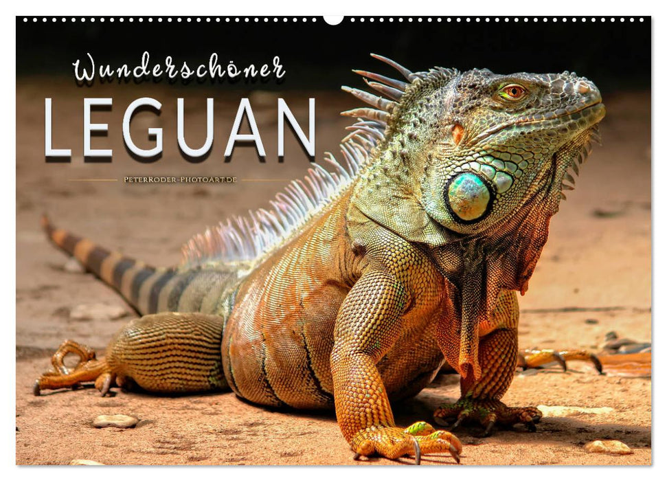 Beautiful iguana (CALVENDO wall calendar 2024) 