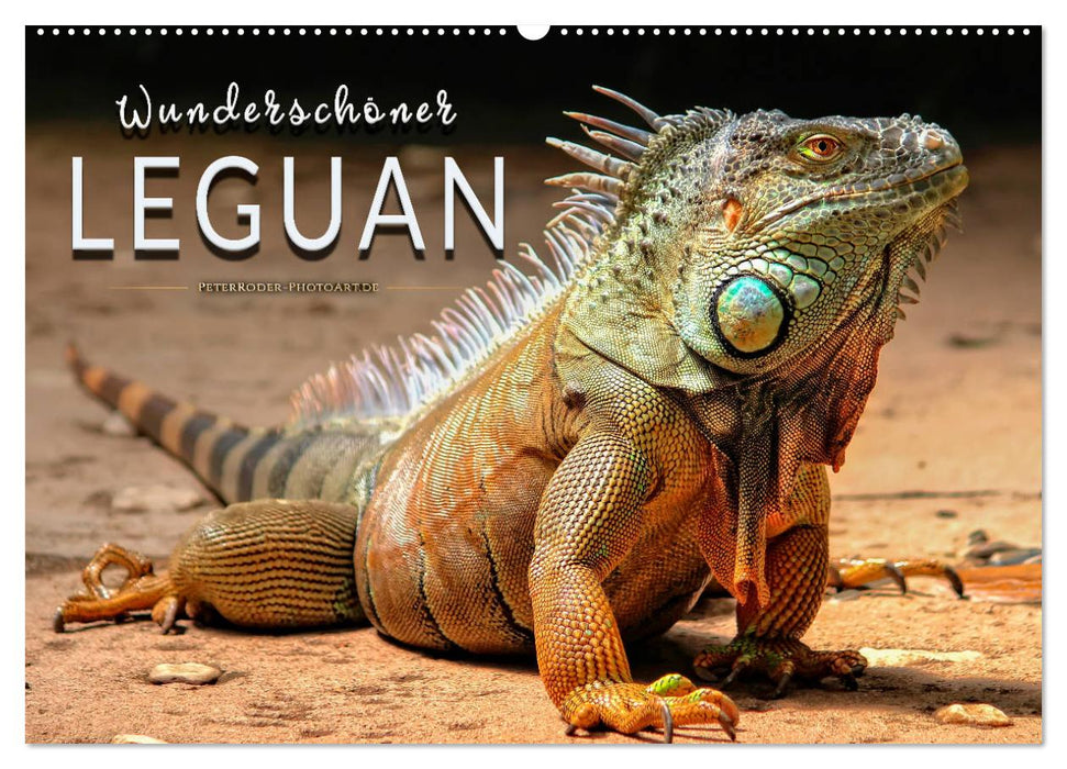 Wunderschöner Leguan (CALVENDO Wandkalender 2024)