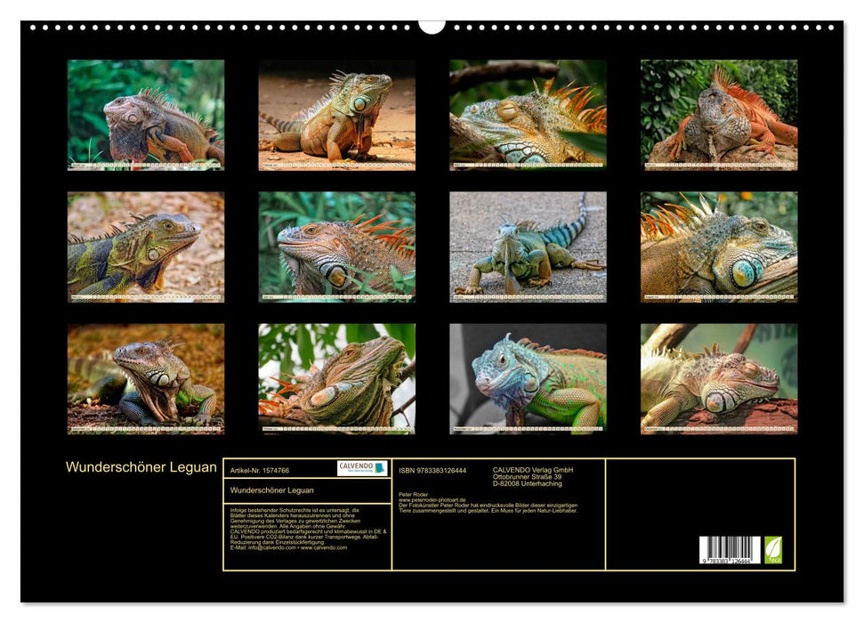 Beautiful iguana (CALVENDO wall calendar 2024) 