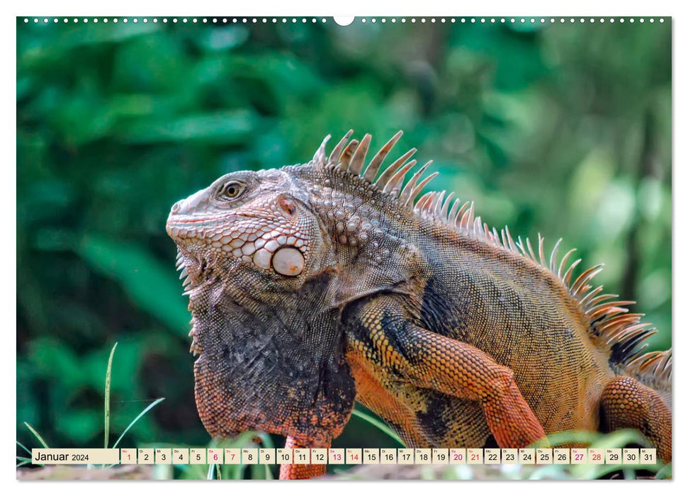 Wunderschöner Leguan (CALVENDO Wandkalender 2024)