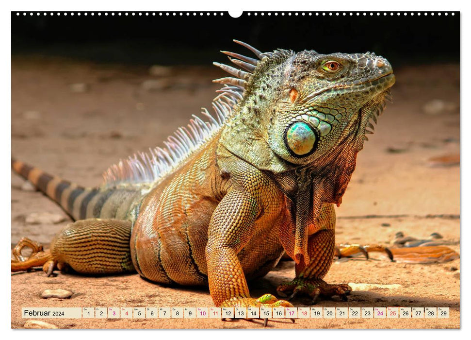 Beautiful iguana (CALVENDO wall calendar 2024) 
