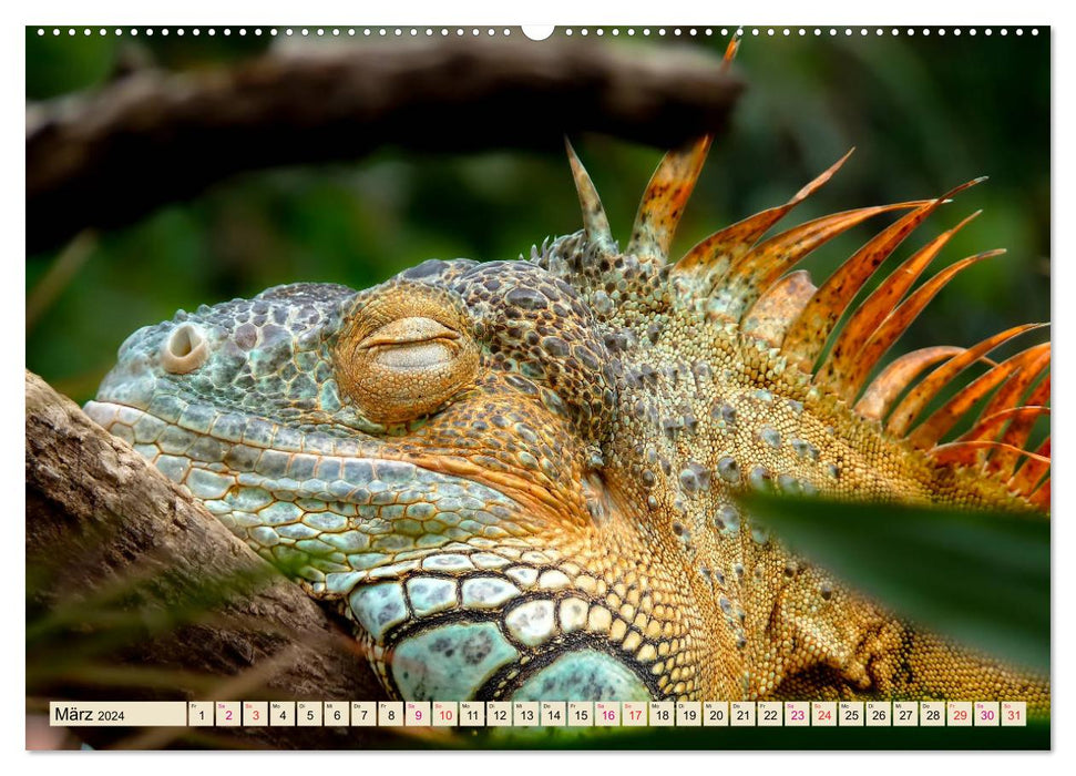 Beautiful iguana (CALVENDO wall calendar 2024) 