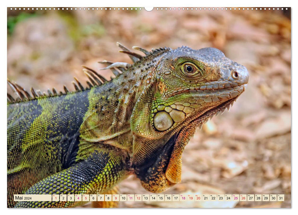 Beautiful iguana (CALVENDO wall calendar 2024) 