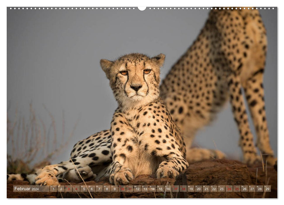 Cheetahs - The Beauties of Africa (CALVENDO Premium Wall Calendar 2024) 