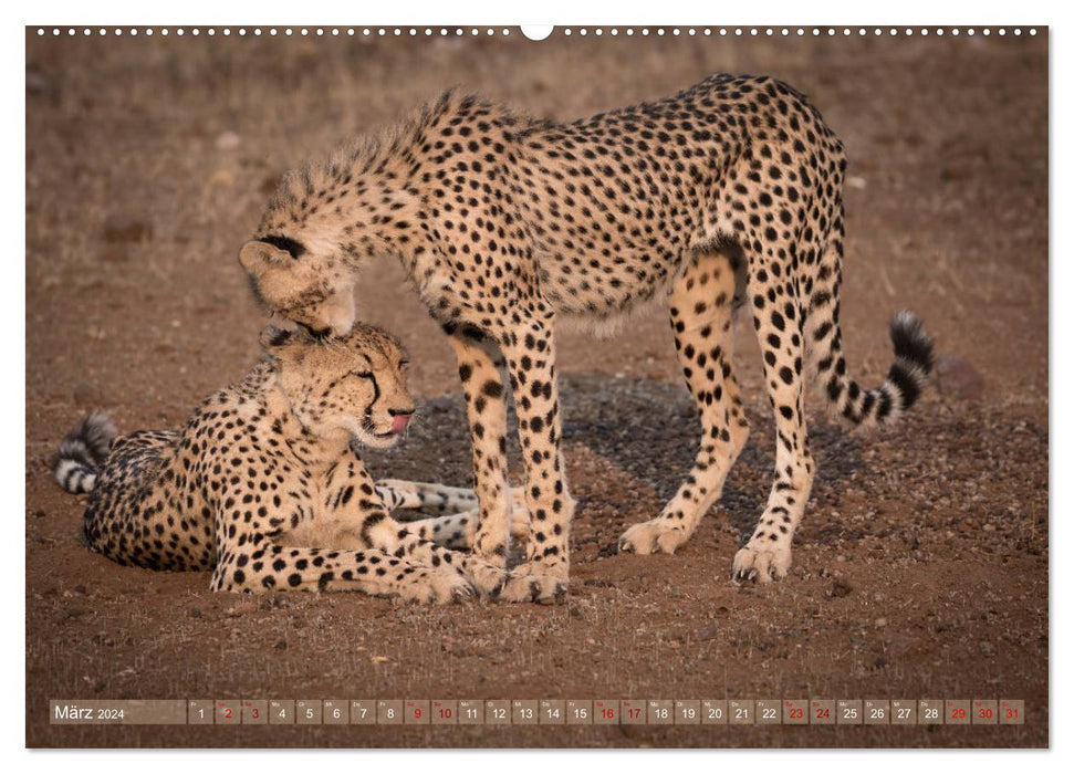Cheetahs - The Beauties of Africa (CALVENDO Premium Wall Calendar 2024) 
