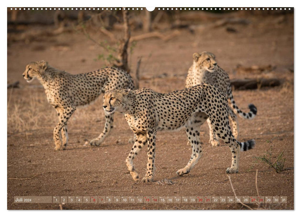 Geparden - Die Schönheiten Afrikas (CALVENDO Premium Wandkalender 2024)