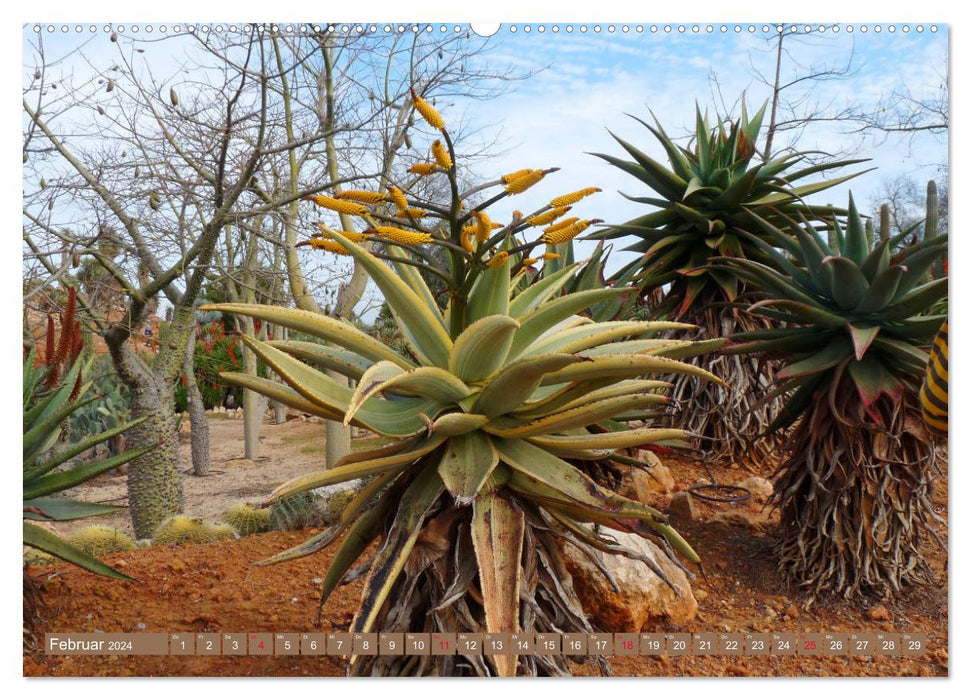 BOTANICACTUS Mallorca's cactus garden (CALVENDO wall calendar 2024) 