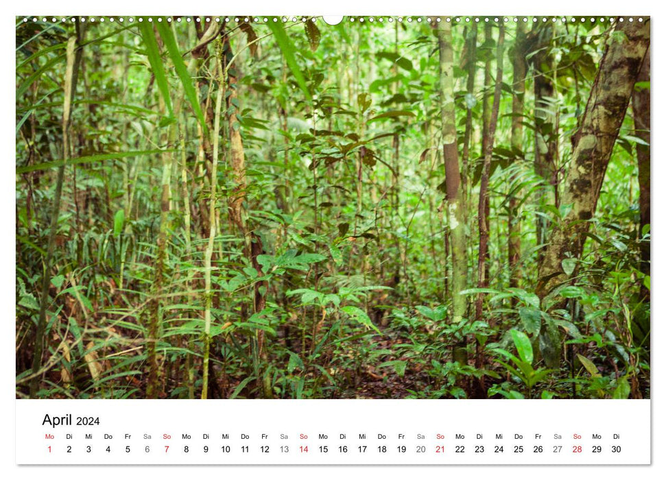 Myth of the Amazon - Natural Paradise of Brazil (CALVENDO Wall Calendar 2024) 