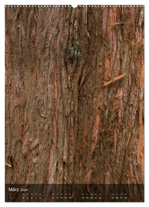 TREES OF THE EARTH - THE FANTASTIC WORLD OF BARK (CALVENDO Premium Wall Calendar 2024) 