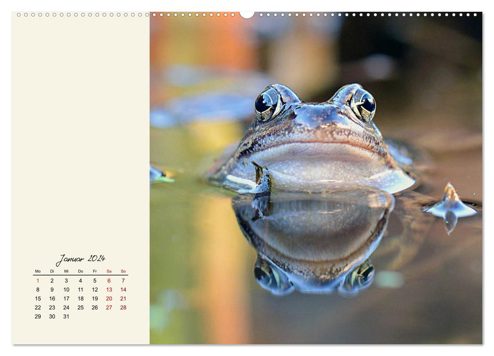 Froggy beautiful! Decorative kings of pools and ponds (CALVENDO Premium Wall Calendar 2024) 