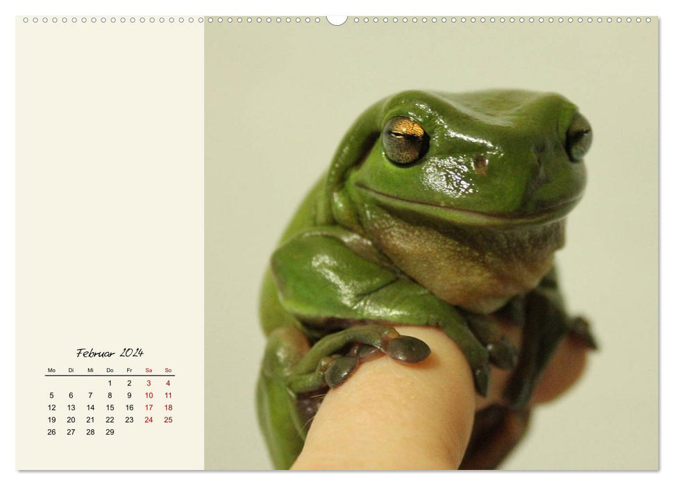 Froggy beautiful! Decorative kings of pools and ponds (CALVENDO Premium Wall Calendar 2024) 
