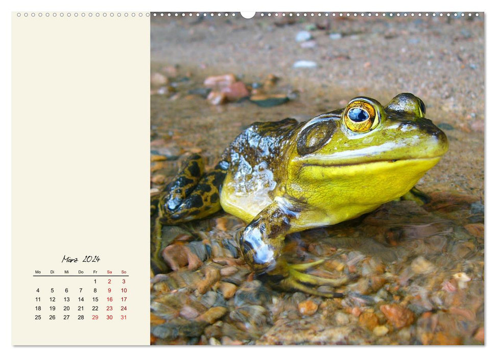 Froggy beautiful! Decorative kings of pools and ponds (CALVENDO Premium Wall Calendar 2024) 