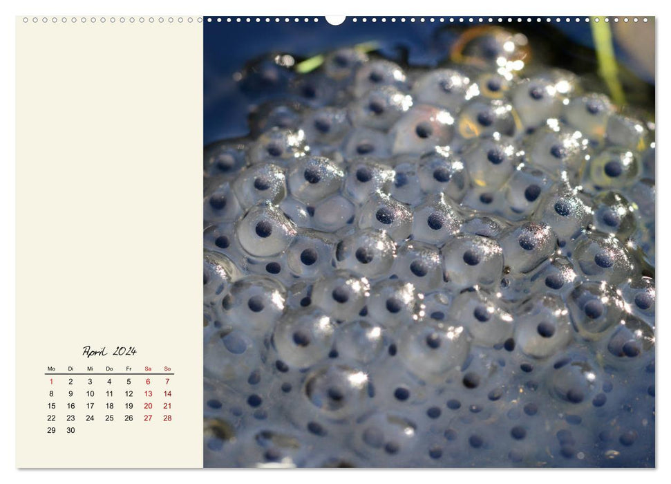 Froggy beautiful! Decorative kings of pools and ponds (CALVENDO Premium Wall Calendar 2024) 