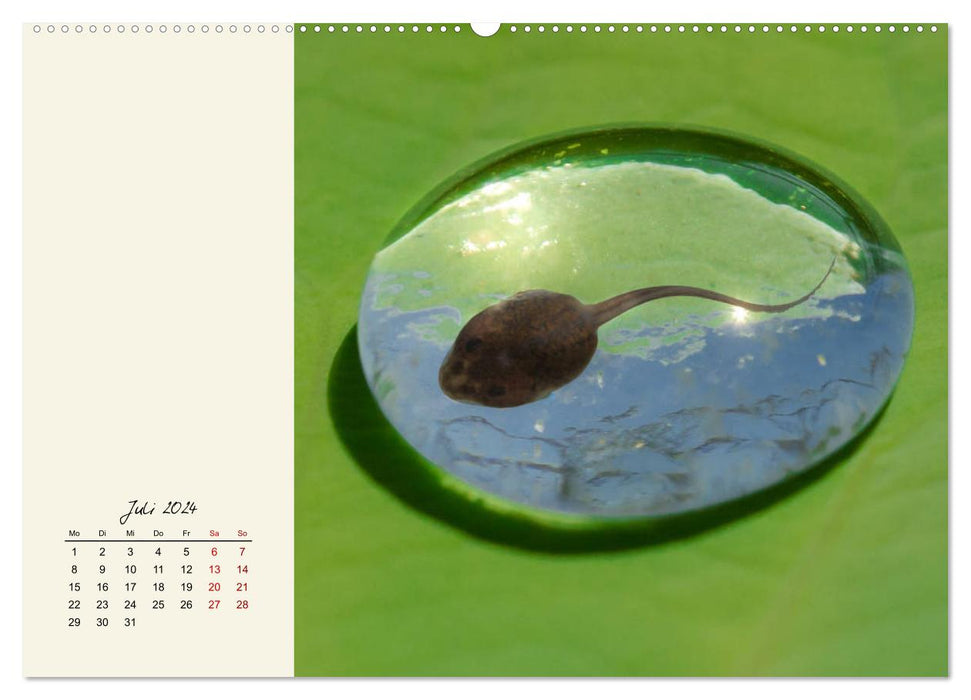 Froggy beautiful! Decorative kings of pools and ponds (CALVENDO Premium Wall Calendar 2024) 