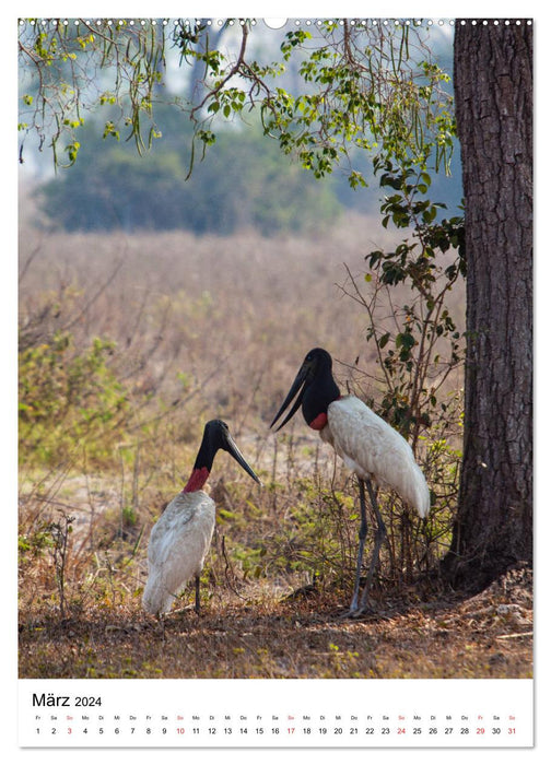 Brasilien pur - Naturerlebnisse (CALVENDO Wandkalender 2024)