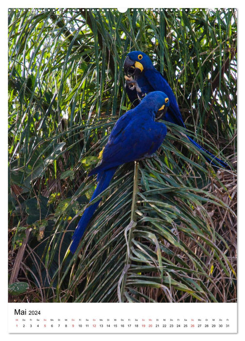 Brasilien pur - Naturerlebnisse (CALVENDO Wandkalender 2024)