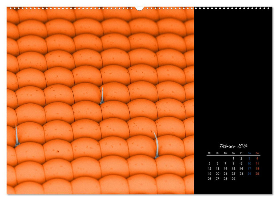 strucTEM's microworld - tiny neighbors really big (CALVENDO Premium Wall Calendar 2024) 