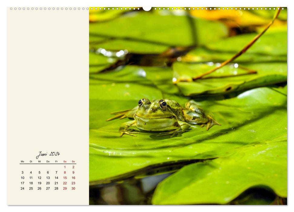 Froggy beautiful! Decorative kings of pools and ponds (CALVENDO wall calendar 2024) 