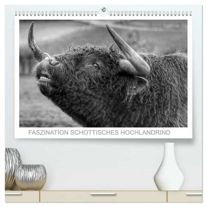 Fascination Scottish Highland Cattle (CALVENDO Premium Wall Calendar 2024) 