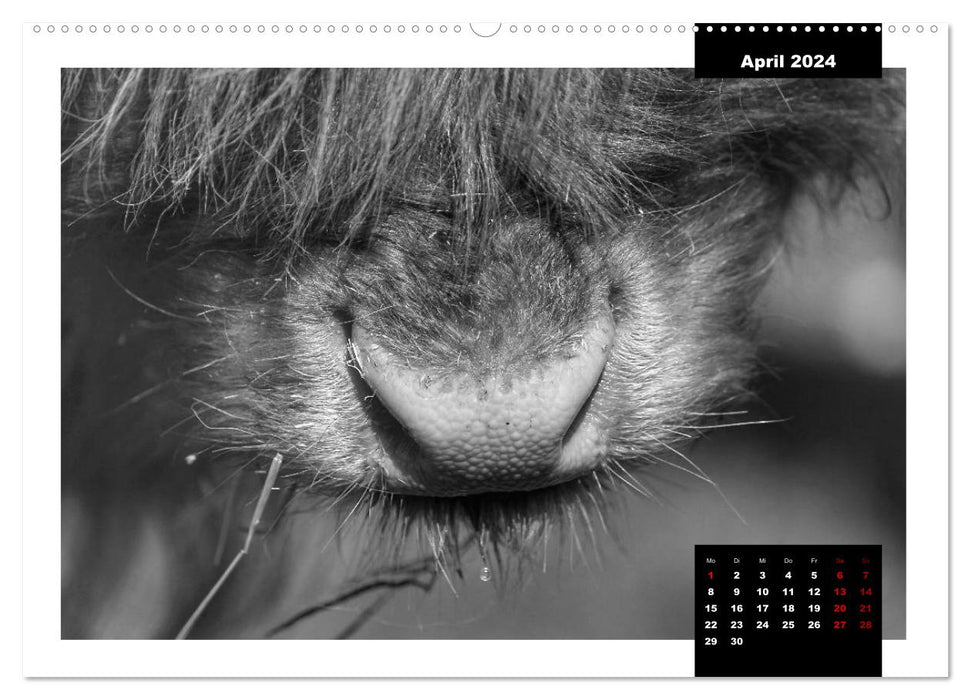 Fascination Scottish Highland Cattle (CALVENDO Premium Wall Calendar 2024) 