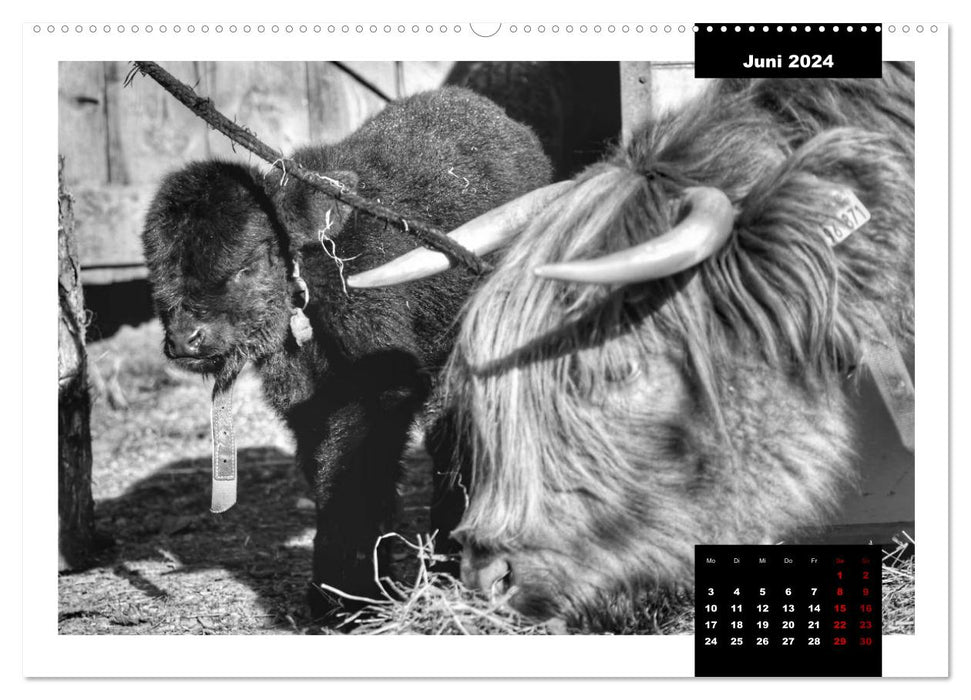 Fascination Scottish Highland Cattle (CALVENDO Premium Wall Calendar 2024) 