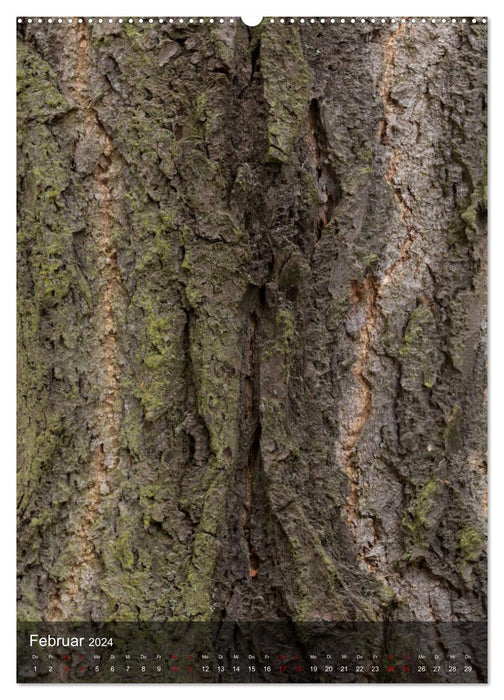 TREES OF THE EARTH - THE FANTASTIC WORLD OF BARK (CALVENDO wall calendar 2024) 