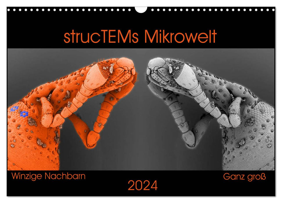 Le micromonde de strucTEM - de minuscules voisins très grands (calendrier mural CALVENDO 2024) 
