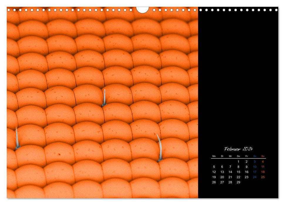 Le micromonde de strucTEM - de minuscules voisins très grands (calendrier mural CALVENDO 2024) 