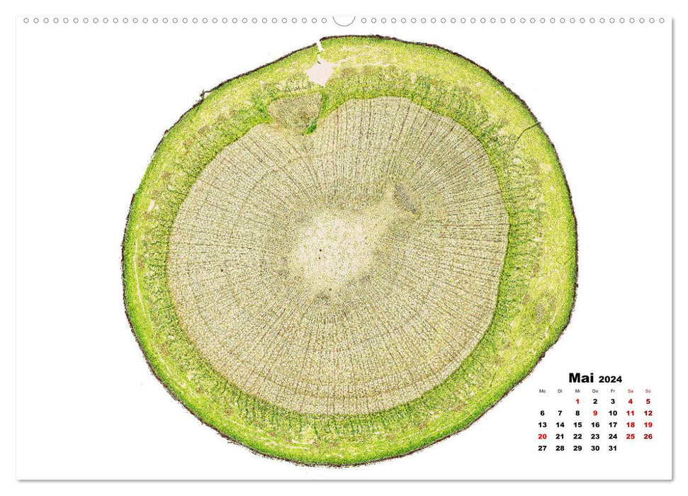 Plants under the microscope (CALVENDO Premium Wall Calendar 2024) 