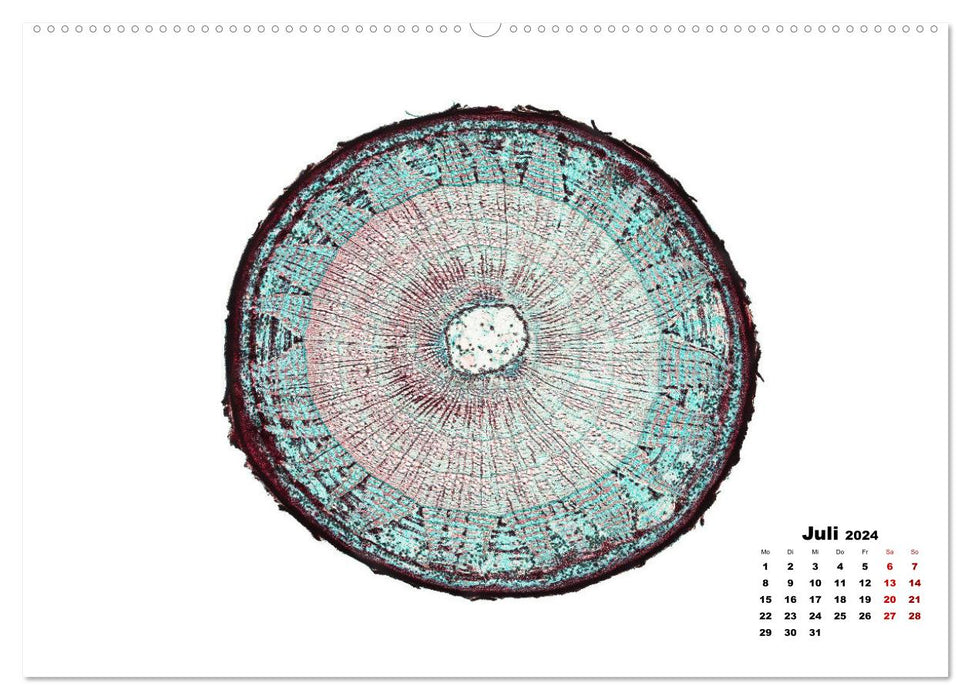 Les plantes au microscope (Calendrier mural CALVENDO Premium 2024) 