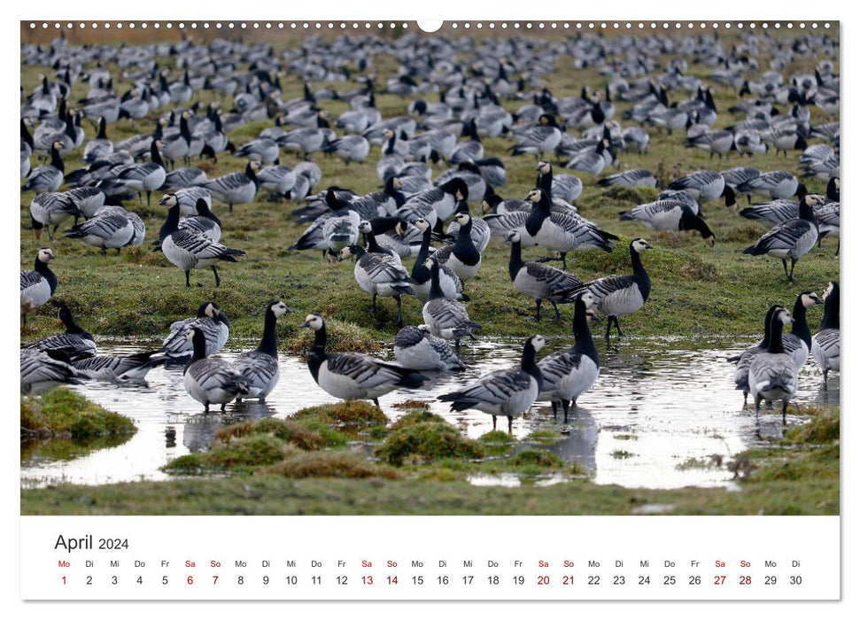 Estonia - Picturesque beauty in the Baltics (CALVENDO Premium Wall Calendar 2024) 