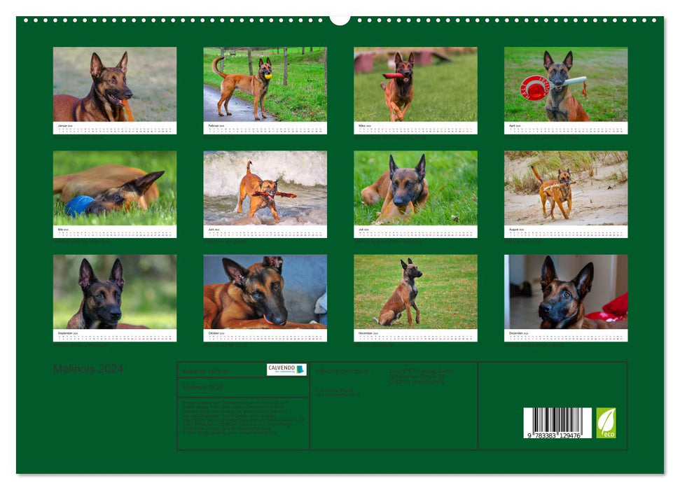 Malinois - Wahnsinn auf vier Pfoten (CALVENDO Premium Wandkalender 2024)