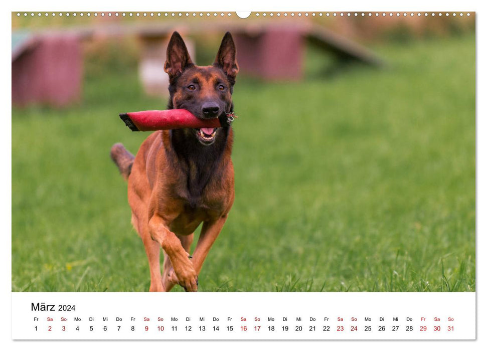 Malinois - la folie à quatre pattes (Calendrier mural CALVENDO Premium 2024) 