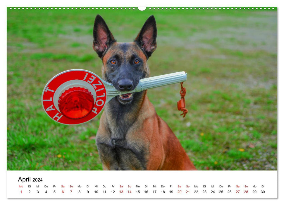 Malinois - madness on four paws (CALVENDO Premium Wall Calendar 2024) 