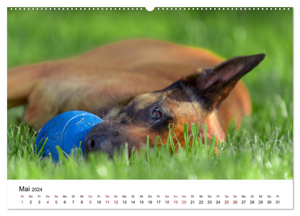 Malinois - madness on four paws (CALVENDO Premium Wall Calendar 2024) 