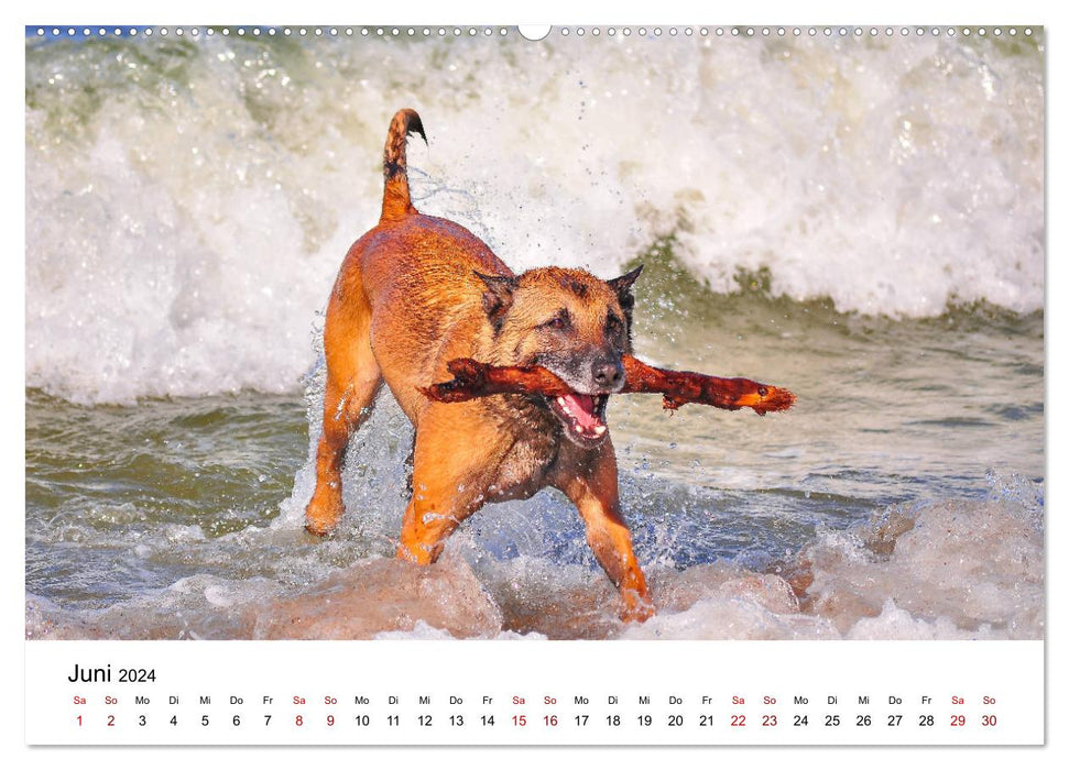 Malinois - madness on four paws (CALVENDO Premium Wall Calendar 2024) 