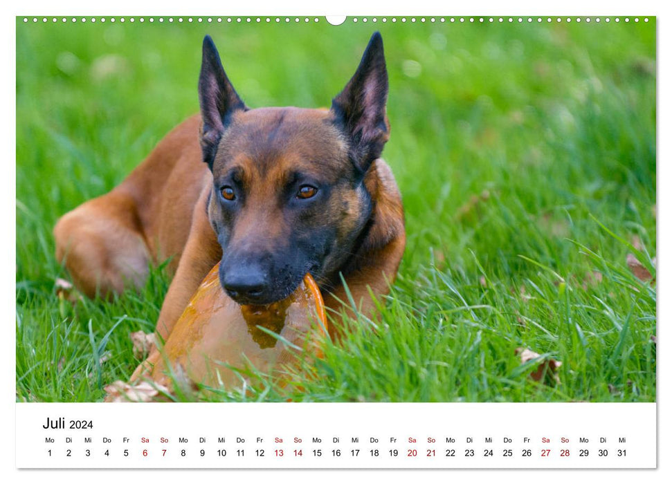 Malinois - la folie à quatre pattes (Calendrier mural CALVENDO Premium 2024) 