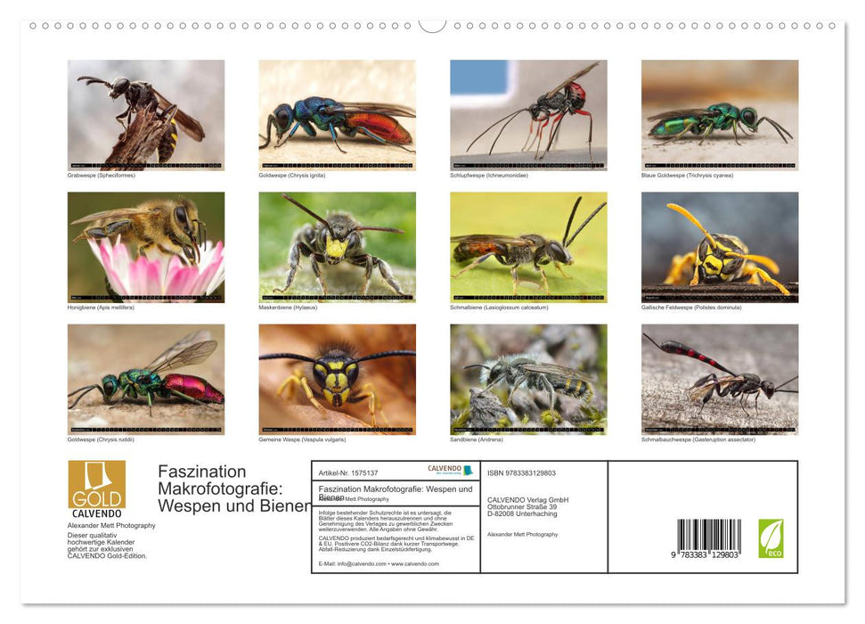 Fascination with macro photography: wasps and bees (CALVENDO Premium Wall Calendar 2024) 